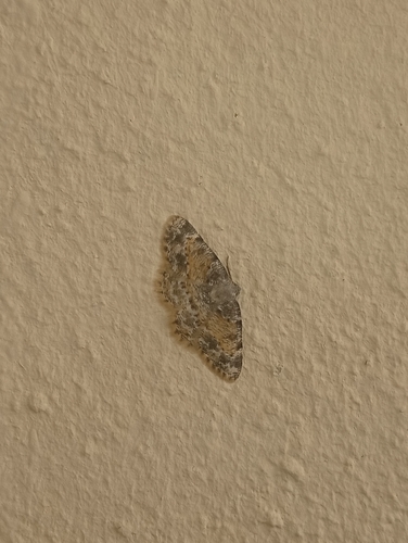 Charissa variegata