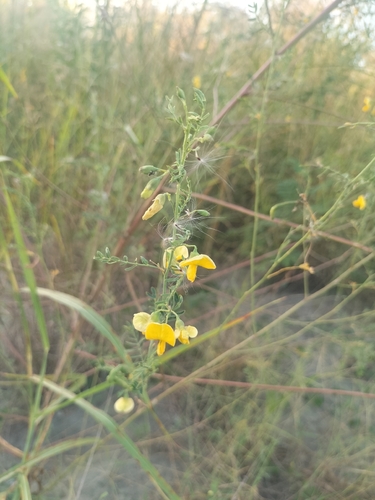 Sesbania cannabina observed 2026-09-26