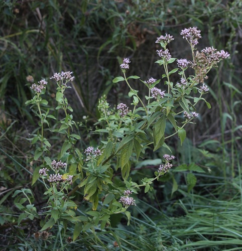 hemp agrimony