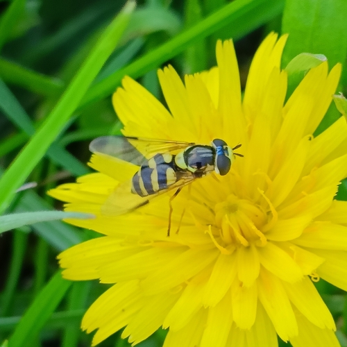 Stripe-backed Brusheye