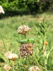Tettigonia viridissima