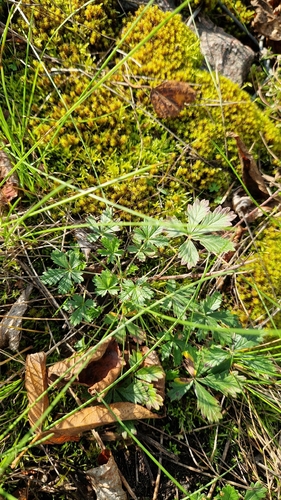 Silvery Cinquefoil