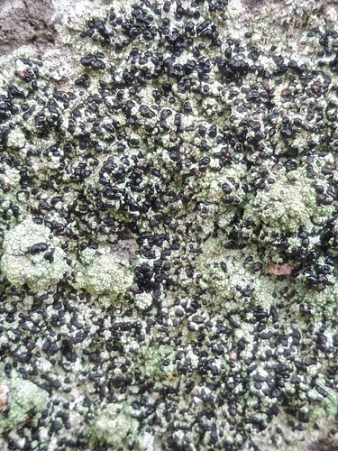 Bloody-heart Lichen