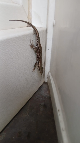 Common Wall Lizard