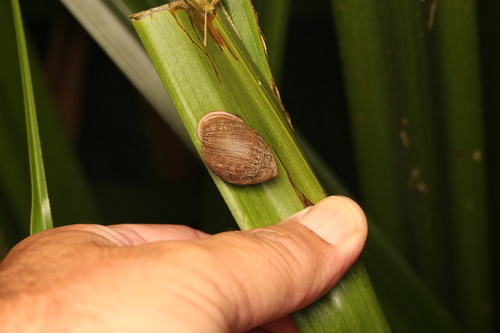 Pythia scarabaeus observed 2026-09-26