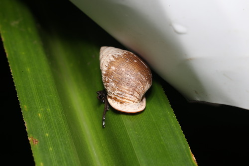 Pythia scarabaeus observed 2026-09-26