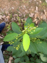 Baliospermum solanifolium