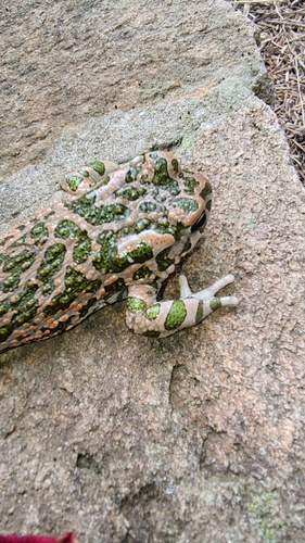 European Green Toad