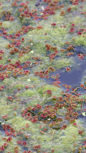 Azolla caroliniana