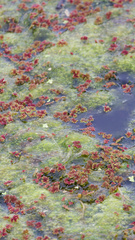 Azolla caroliniana