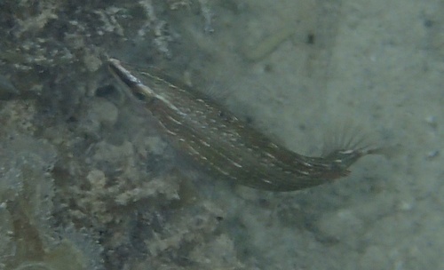 Halichoeres argus observed 2026-09-25