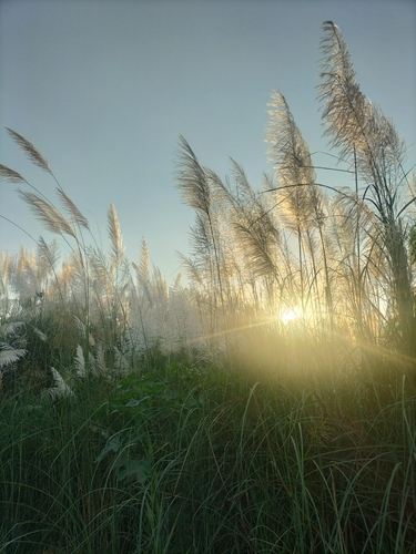 Saccharum spontaneum