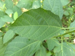 Baliospermum solanifolium