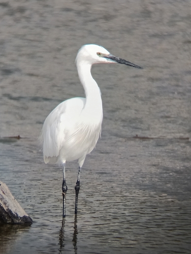 Little Egret