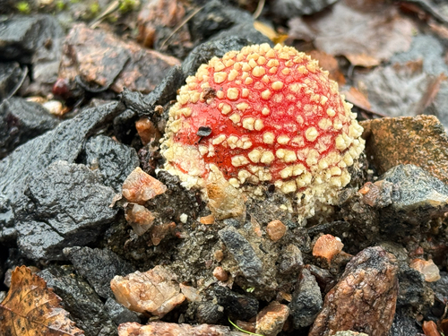 Fly Agaric