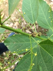 Baliospermum solanifolium