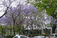 Jacaranda mimosifolia