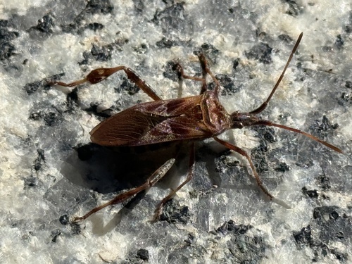 Western Conifer Seed Bug