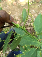 Baliospermum solanifolium
