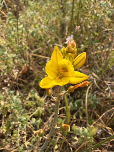 Bulbine Lily