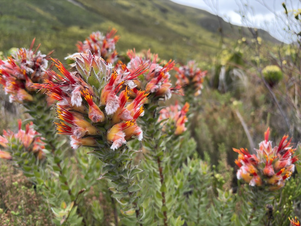 Mimetes hirtus; photograph (c) Charleen Brunke, some rights reserved (CC BY)