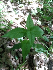 Lysimachia vulgaris