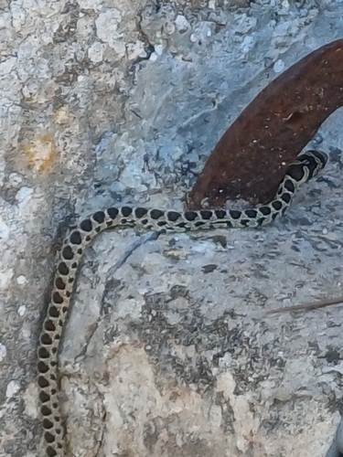 Horseshoe Whip Snake