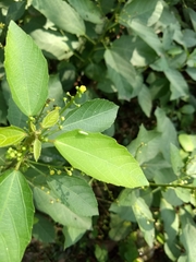 Baliospermum solanifolium