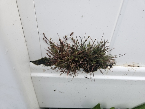 Juncus bufonius, photograph 1
