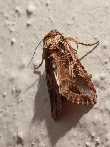 Mediterranean Brocade