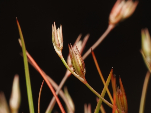 Juncus bufonius, photograph 2