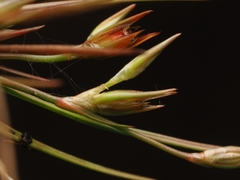 Juncus bufonius, photograph (c) Angus Campbell, some rights reserved (CC BY)