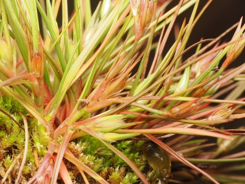 Juncus bufonius, photograph 4