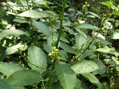 Baliospermum solanifolium