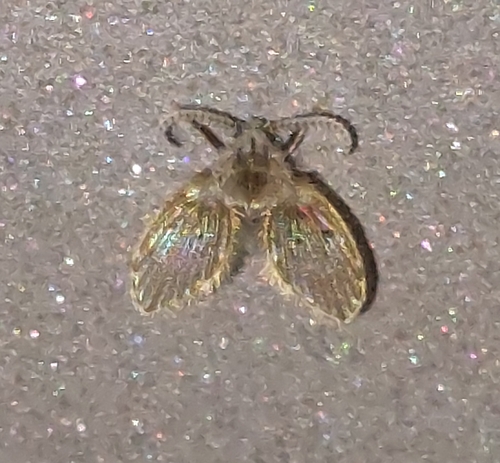 Bathroom Moth Fly