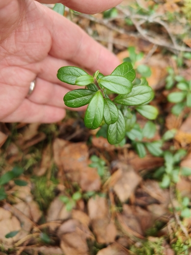 Lingonberry
