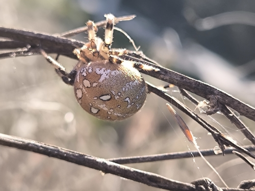 Four-spot Orbweaver
