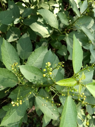 Image of Baliospermum solanifolium by (c) renjus box, some rights reserved (CC BY)