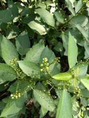 Baliospermum solanifolium