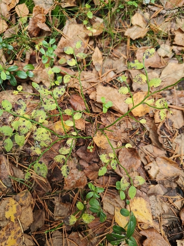 common bilberry