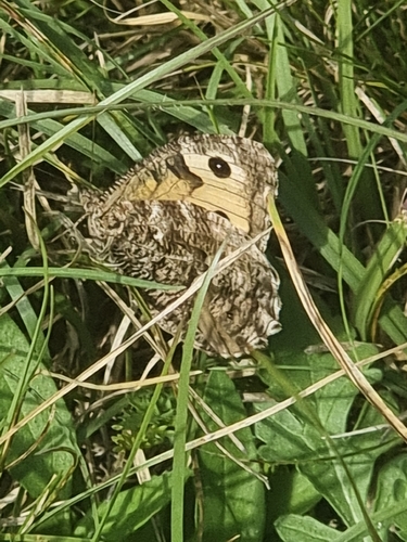 Grayling