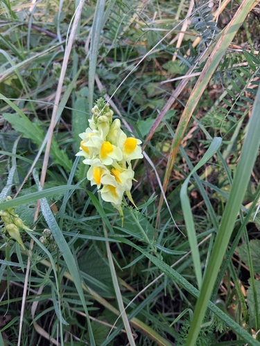 common toadflax