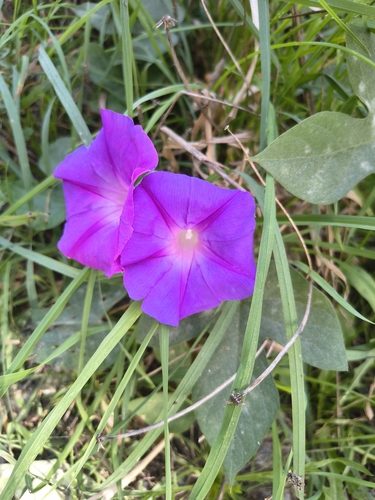 oceanblue morning glory