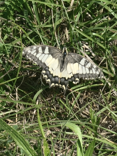 Old World Swallowtail