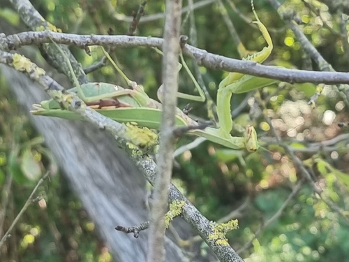 Transcaucasian Giant Mantis