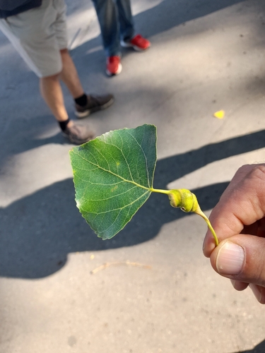 Poplar Spiral Gall Aphid