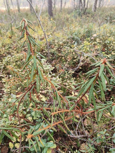 marsh Labrador tea