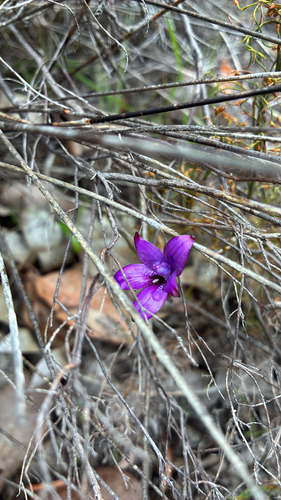 purple enamel orchid