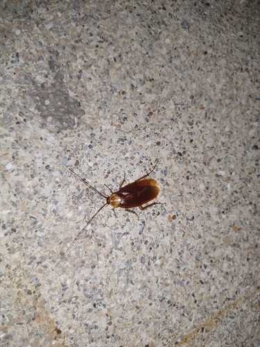 American Cockroach