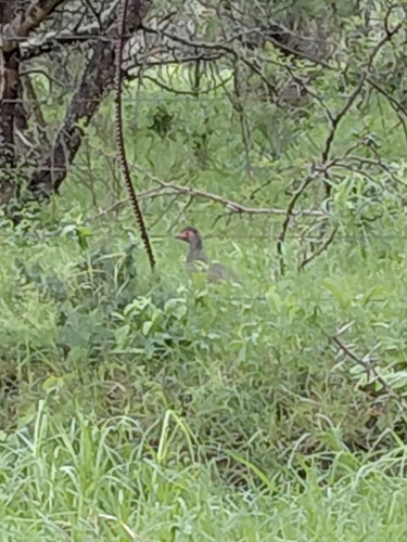 iNaturalist image